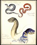 Etude de serpents